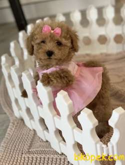 Toy Poodle Safkan Mini Surat Yavrularımız 1