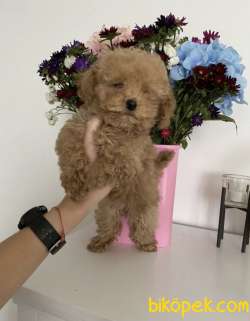 Toy Poodle Safkan Mini Surat Yavrularımız 3