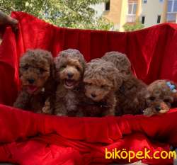 Toy Poodle Safkan Mini Yavrularımız 2