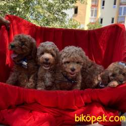 Toy Poodle Safkan Mini Yavrularımız 3
