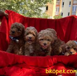 Toy Poodle Safkan Mini Yavrularımız 1