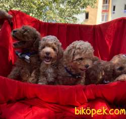 Toy Poodle Safkan Mini Yavrularımız 4