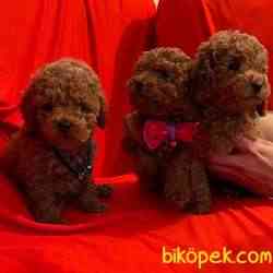 Toy Poodle Safkan Oyuncak Tip Yavrularımız 1