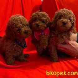 Toy Poodle Safkan Oyuncak Tip Yavrularımız 3