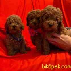 Toy Poodle Safkan Oyuncak Tip Yavrularımız 2
