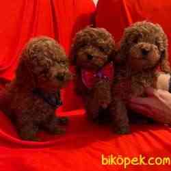 Toy Poodle Safkan Oyuncak Tip Yavrularımız 4