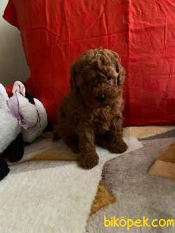 Toy Poodle Safkan Red Brown Eğitimli Yavrularımız 4