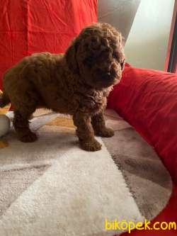 Toy Poodle Safkan Red Brown Eğitimli Yavrularımız 3