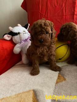 Toy Poodle Safkan Red Brown Eğitimli Yavrularımız 5