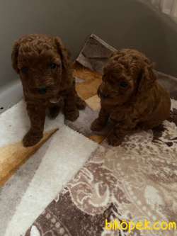 Toy Poodle Safkan Red Brown Eğitimli Yavrularımız 2