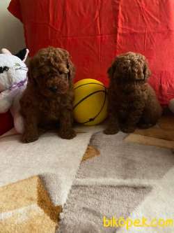 Toy Poodle Safkan Red Brown Eğitimli Yavrularımız 1
