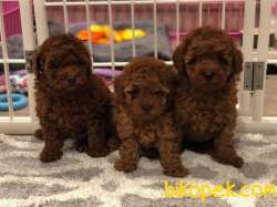 Toy Poodle Safkan Red Brown Yavrularımız 2