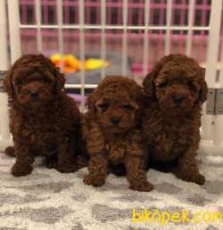 Toy Poodle Safkan Red Brown Yavrularımız 1