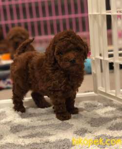Toy Poodle Safkan Red Brown Yavrularımız 3