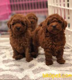 Toy Poodle Safkan Red Brown Yavrularımız 4