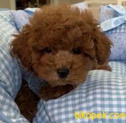 Toy Poodle Safkan Red Yavrularımız 1