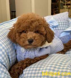 Toy Poodle Safkan Red Yavrularımız 3