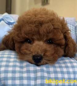 Toy Poodle Safkan Red Yavrularımız 2