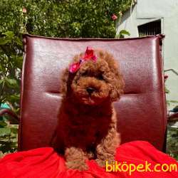 Toy Poodle Safkan Renk Renk Yavrularımız 3