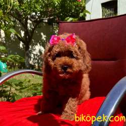 Toy Poodle Safkan Renk Renk Yavrularımız 2