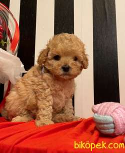 Toy Poodle Safkan Teacup Boy Yavrular 5