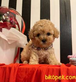 Toy Poodle Safkan Teacup Boy Yavrular 4