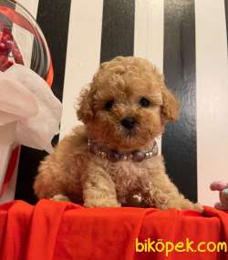 Toy Poodle Safkan Teacup Boy Yavrular 1