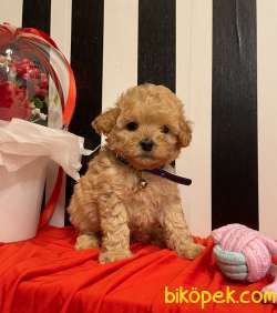Toy Poodle Safkan Teacup Boy Yavrular 3