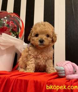 Toy Poodle Safkan Teacup Yavrularımız 2
