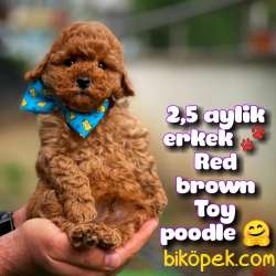 Toy Poodle Safkan Yavru Oğlumuz Çokonat / Yavrupatiler 1