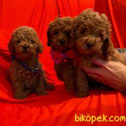 Toy Poodle Safkan Yavrularımız 1