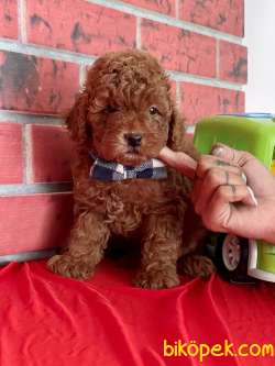 Toy Poodle Safkan Yavrularımız 1