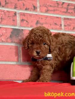 Toy Poodle Safkan Yavrularımız 2