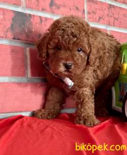 Toy Poodle Safkan Yavrularımız 4