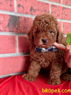 Toy Poodle Safkan Yavrularımız 3