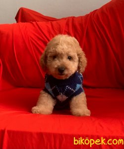 Toy Poodle Safkan Yavrularımız Mini Boy Red Light 3