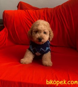 Toy Poodle Safkan Yavrularımız Mini Boy Red Light 2