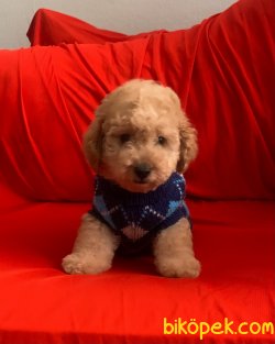 Toy Poodle Safkan Yavrularımız Mini Boy Red Light 4