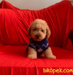 Toy Poodle Safkan Yavrularımız Mini Boy Red Light 1