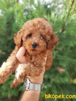 Toy Poodle Sağlık Garantli 3