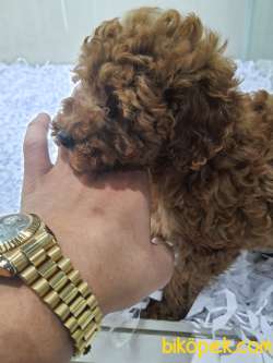 Toy Poodle Sağlık Ve Irk Garantili 5