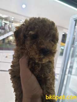 Toy Poodle Sağlık Ve Irk Garantili 4