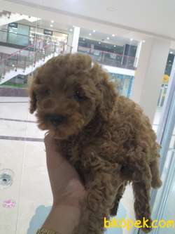 Toy Poodle Sağlık Ve Irk Garantili 2