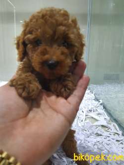 Toy Poodle Sağlık Ve Irk Garantili 3