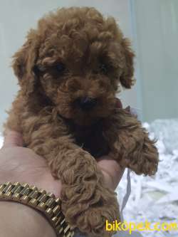 Toy Poodle Sağlık Ve Irk Garantili 1
