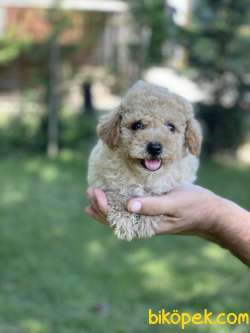 Toy Poodle / SATILIK YAVRULARIMIZ 1