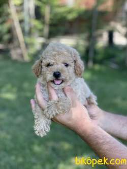Toy Poodle / SATILIK YAVRULARIMIZ 4