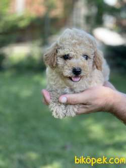 Toy Poodle / SATILIK YAVRULARIMIZ 2