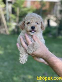 Toy Poodle / SATILIK YAVRULARIMIZ 3