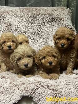 Toy Poodle / SATILIK YAVRULARIMIZ 2